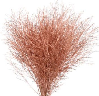 Asparagus Fern – Painted Copper